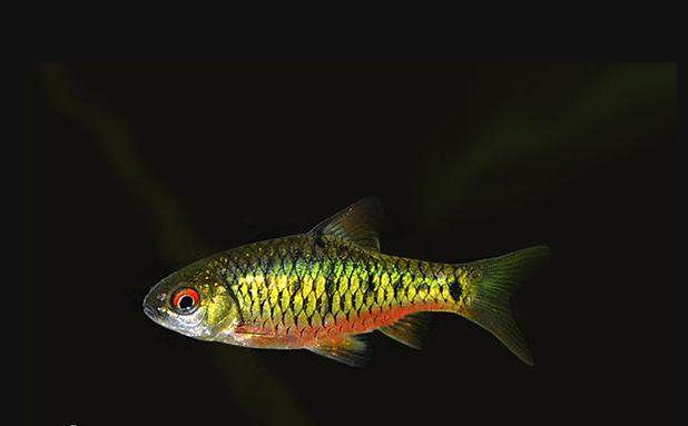 Taiwan green barb (Puntius semifasciolatus)