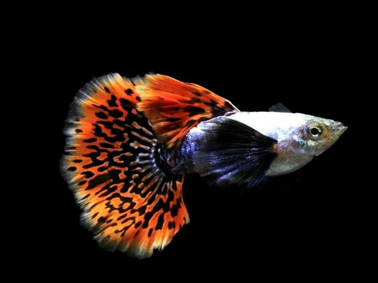 Dumbo Mosaic guppy