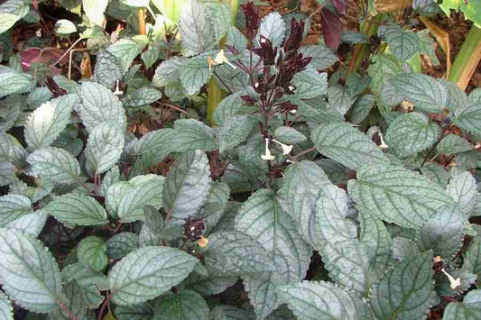 Hemigraphis colorata sp Big Leaf