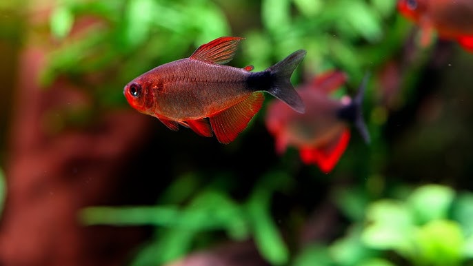 Fire Devil Tetra (Wild caught)