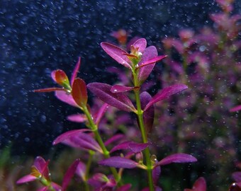 Rotala florida sunset (ramosior) T/C CUP