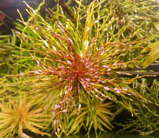 Ludwigia inclinata Curly