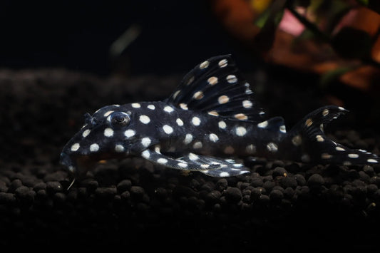 L471Dwarf Snowball Pleco (Hypancistrus sp.)