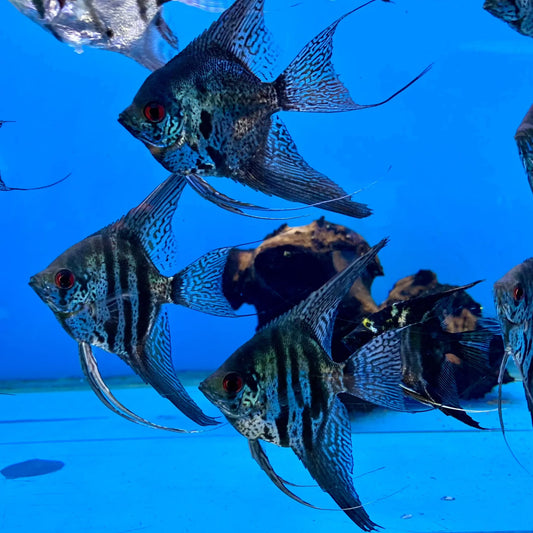 Blue leopard Angelfish