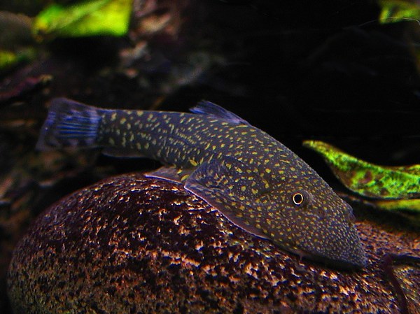 Starlight Hillstream loach