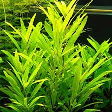 Hygrophila lacustris