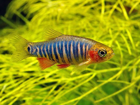 Emerald Dwarf Danio (Danio Erythromicron)