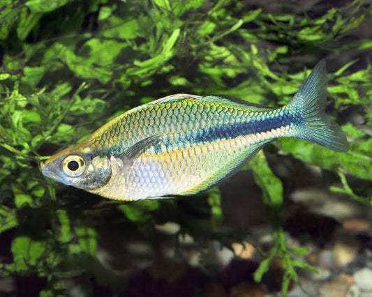 Turqoise Rainbowfish