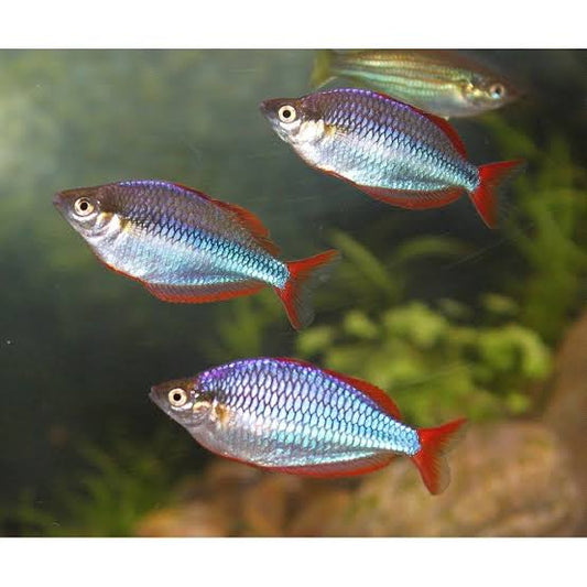 Dwarf rainbowfish -Melanotaenia praecox