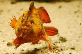 Freshwater Red Frogfish (Antennarius biocellatus)