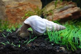 White Herculea Snail ( Brotia Herculea)