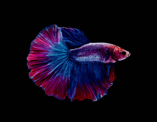 Halfmoon Betta male (Assorted )