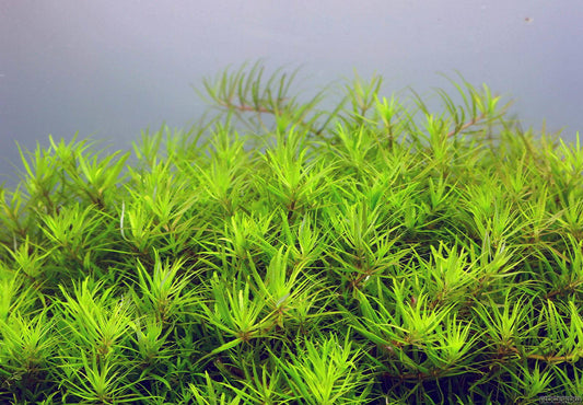 Limnophila sp Mini Vietnam