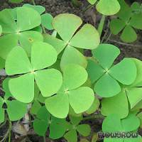 Marsilea crenata