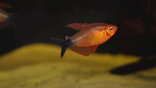 Fire Red Devil Tetra (WILD CAUGHT) - Hyphessobrycon Peugeoti