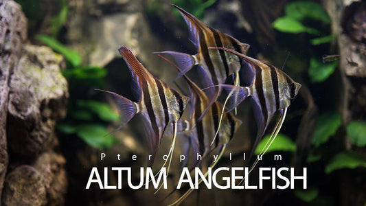 Sao felix Altum Angelfish (Wild Caught) 48hours notice!