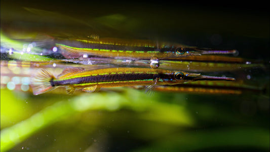 Borneo Gold Line Halfbeak (Hemirhamphodon tengah)