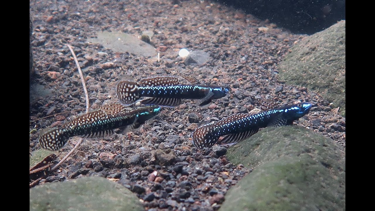 Black Riffle Goby(Stiphodon Elegans)