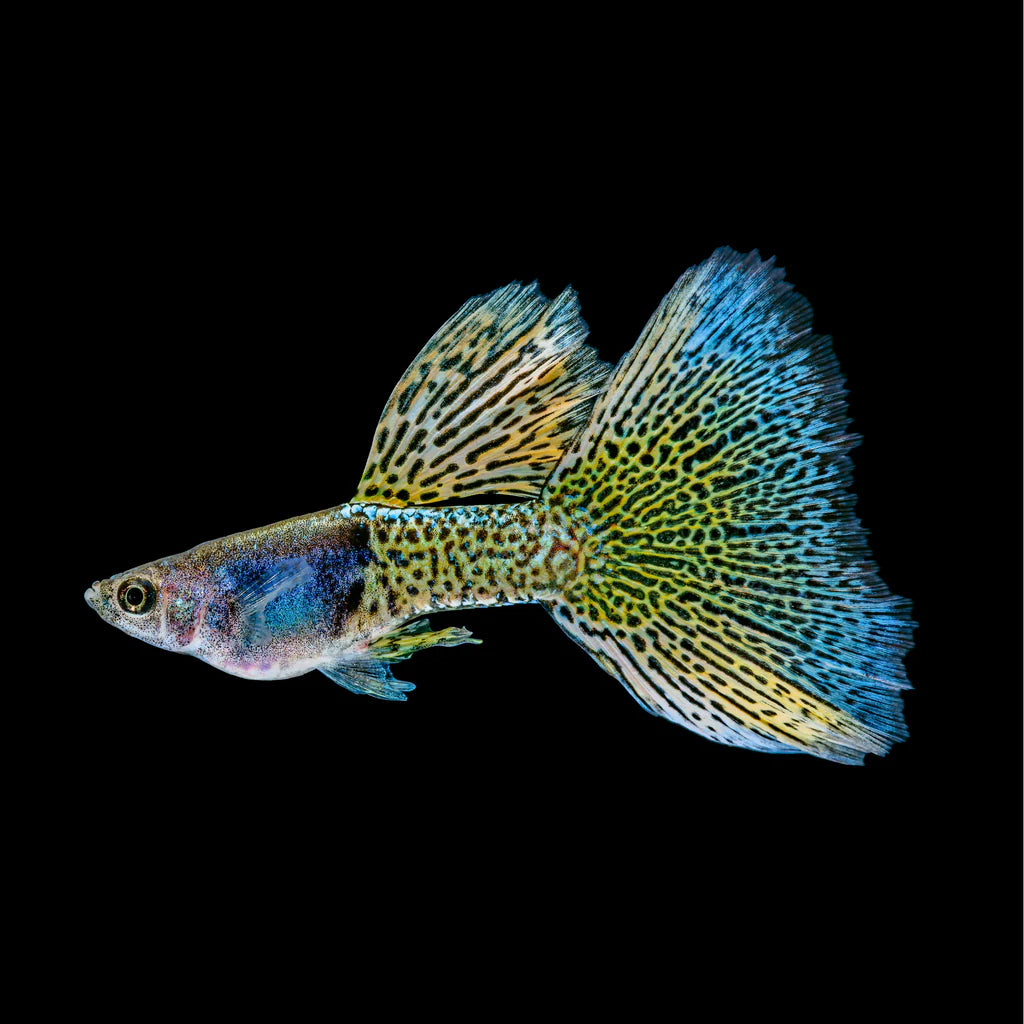 Metal yellow lace guppy (mixed grade)