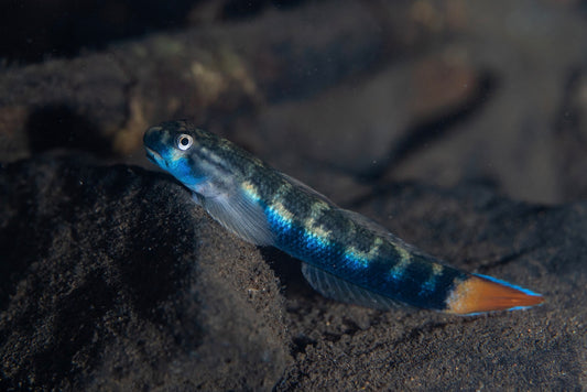 Red Tail Rock Goby