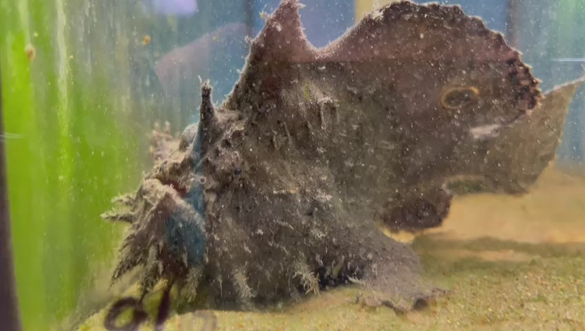 Freshwater frogfish care hotsell