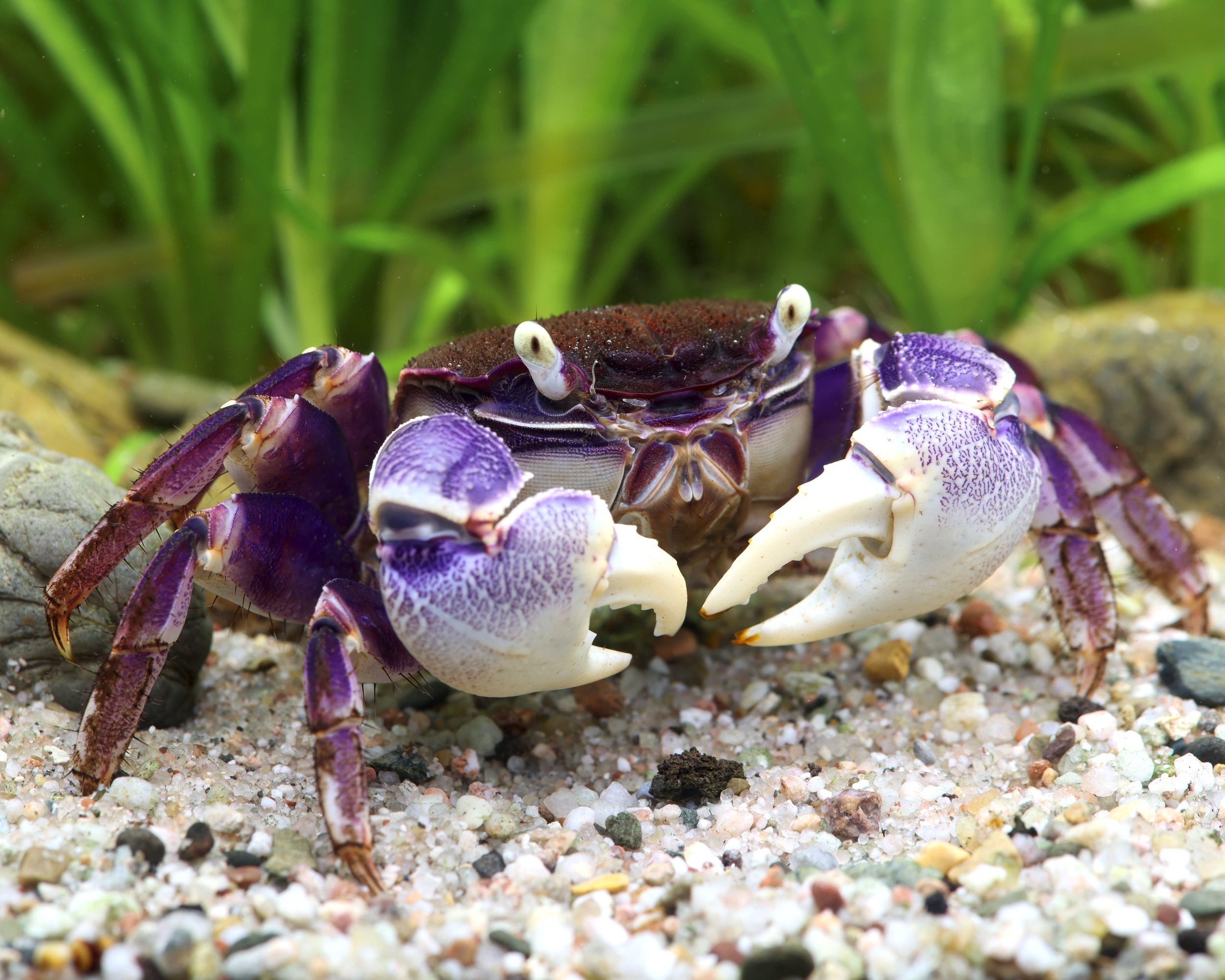 Blue Spider Crab (Neosarmatium rotundifrons) – Aquapets ( KowloonAquarium)