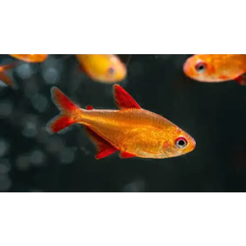 Cherry fin tetra(CAPTIVE BRED)- Hyphessobrycon sp. Cherry fin tetra