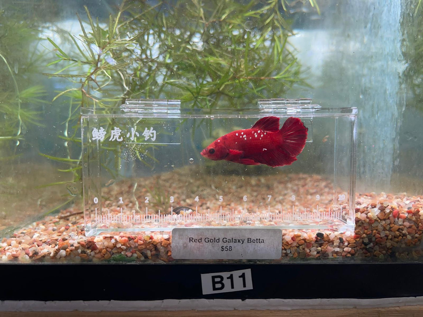 Red Galaxy Betta