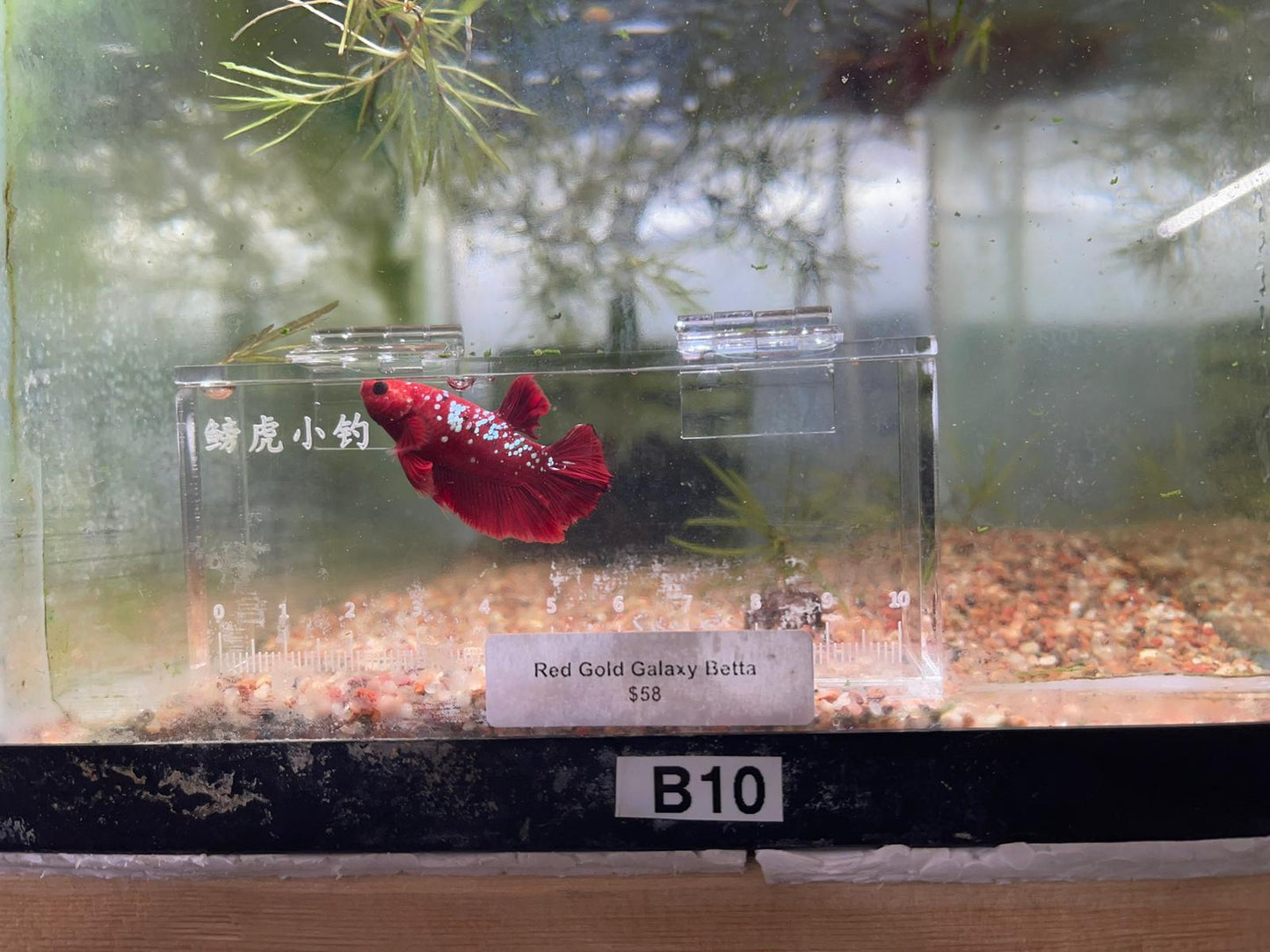 Red Galaxy Betta