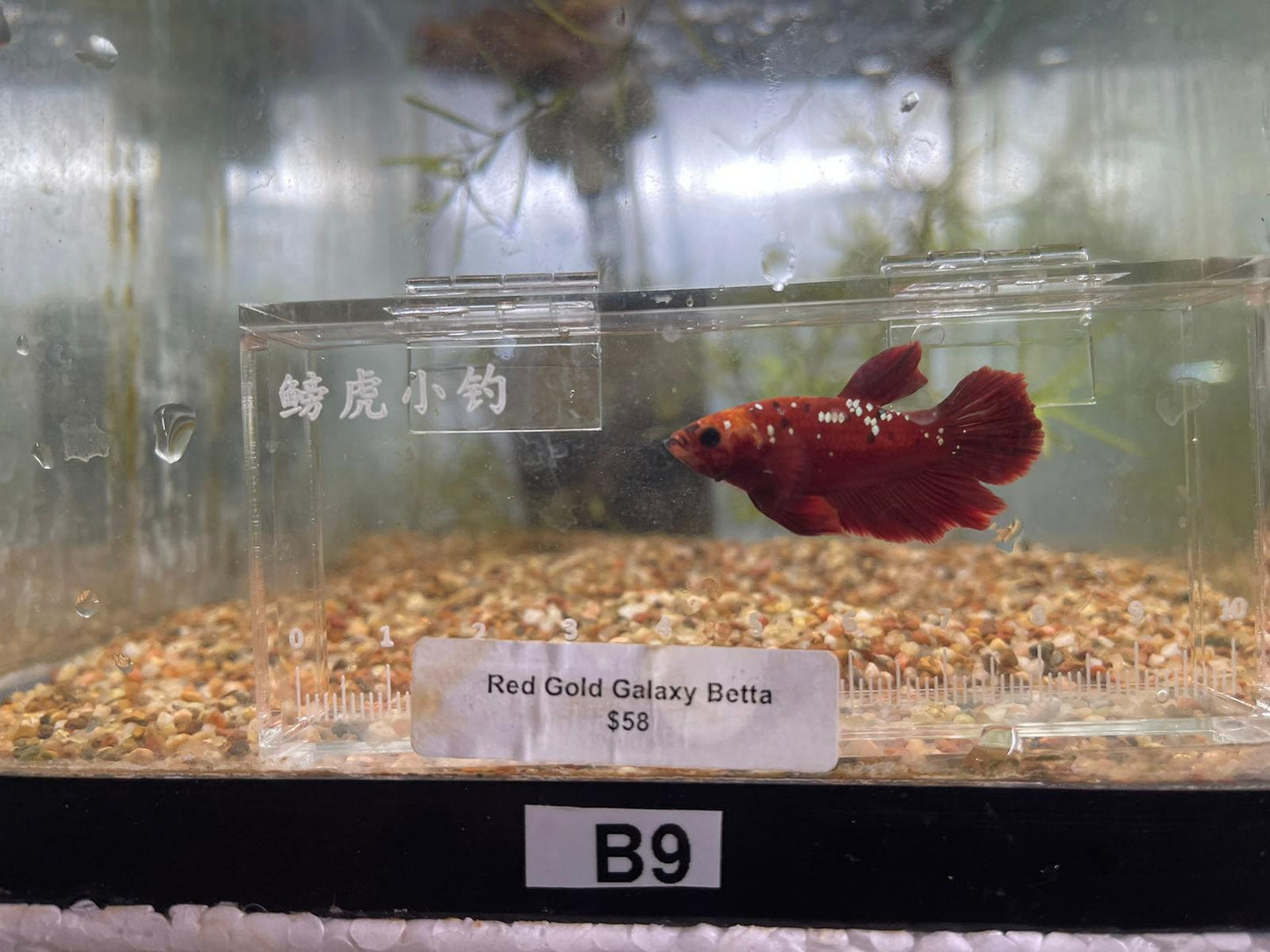 Red Galaxy Betta