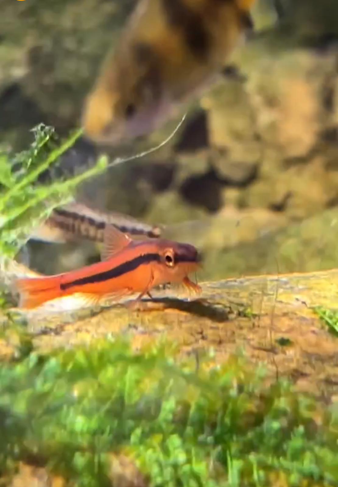 Rosy Loach (Physoschistura Mango)