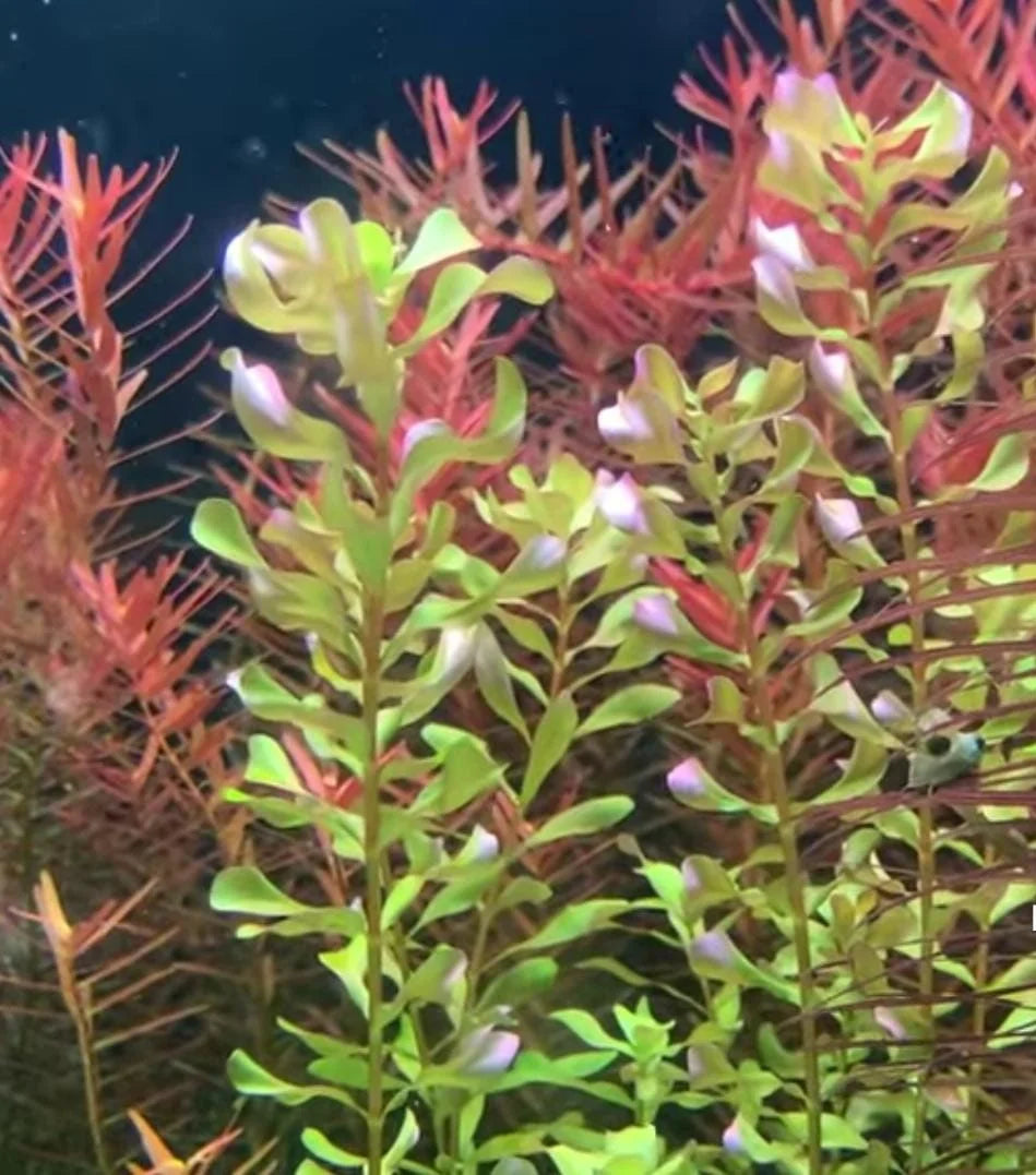 Rotala macrandra sp bangladesh