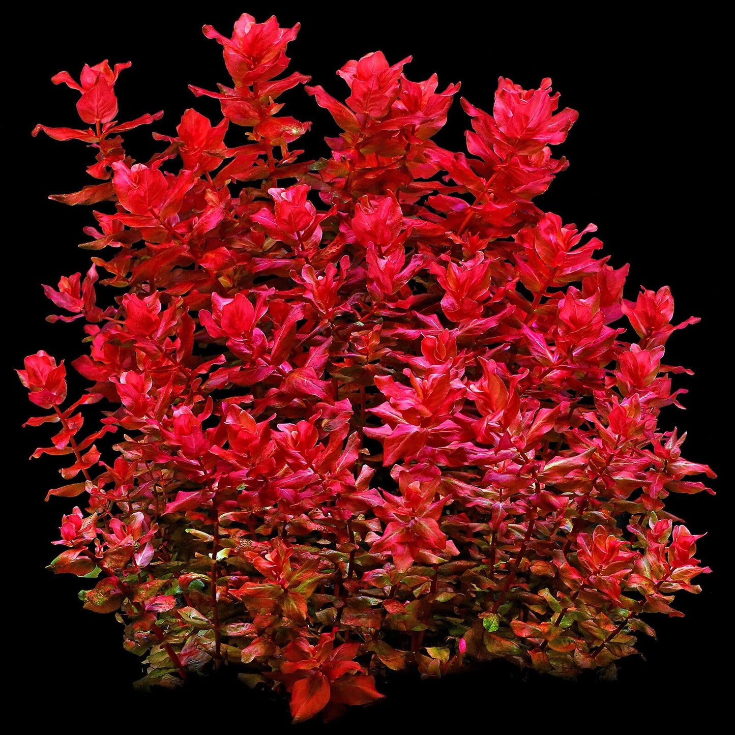 Rotala macrandra sp mini red