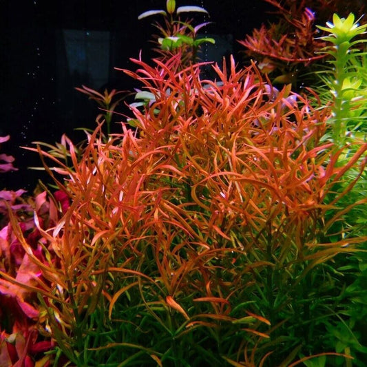 Rotala sp Red cross