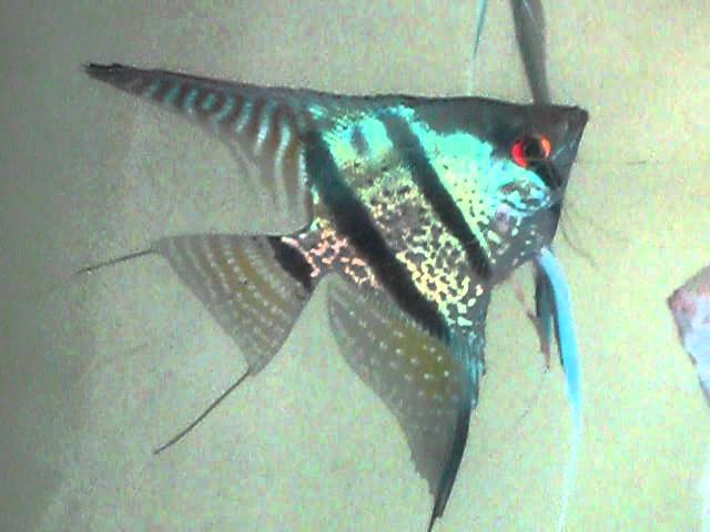 Blue Snakeskin Angelfish