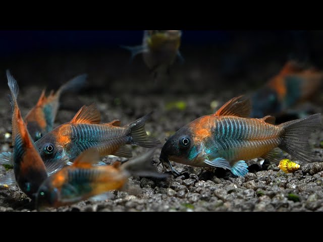 Orange Venezuelan Corydoras (Corydoras Aeneus)