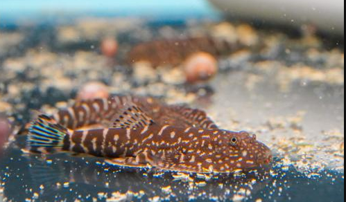 SK3 Blue Zebra Borneo Hillstream Loach（Gastromyzon sp SK03）（SUPER RARE!!!)