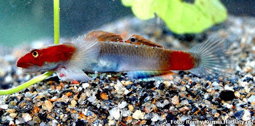 Mekonga Red goby