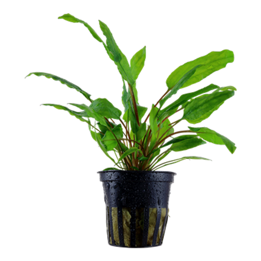 Cryptocoryne wendti green