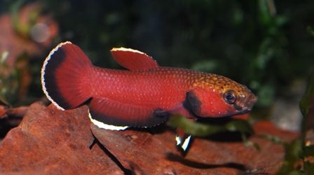 Betta channoides (Snakehead betta)