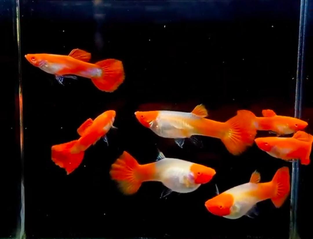 Albino Koi guppy – Aquapets ( KowloonAquarium)