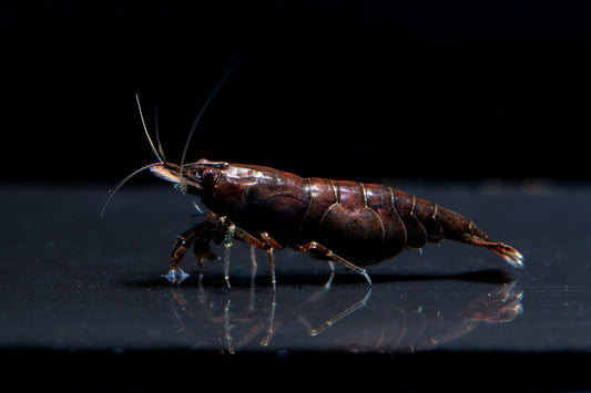 Chocolate Shrimp (Neocaridina David)