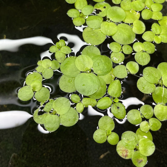 Limnobium laevigatum - Amazon Frogbit