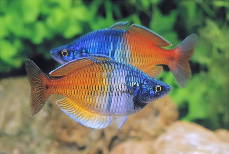 Boeseman's Rainbowfish