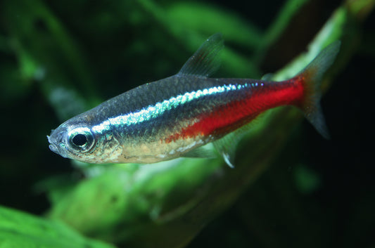 Neon tetra