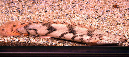 Polypterus endlicheri - Saddled bichir