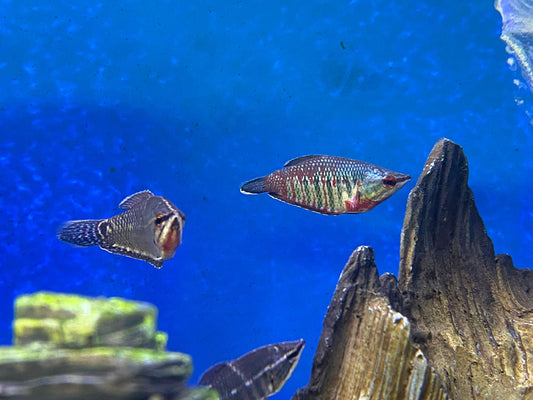 Samurai Chocolate Gourami (Sphaerichtys Vailanti)