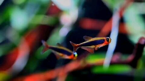 Tucano tetra(Wild Caught)