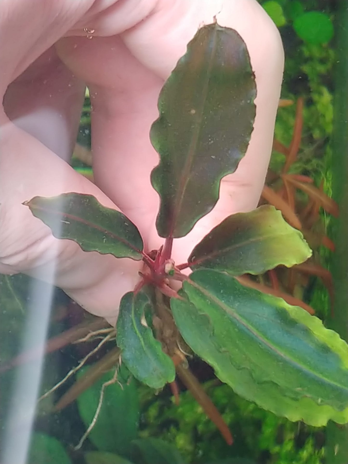 Bucephalandra sp. Royale Red