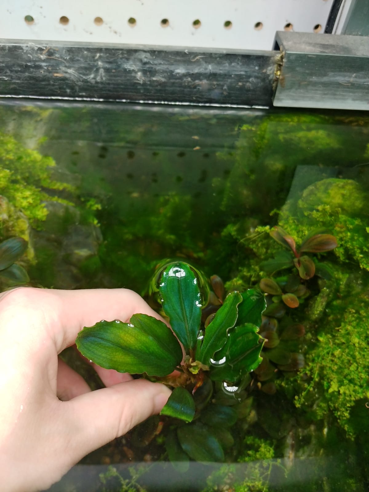 Bucephalandra sp. Hades